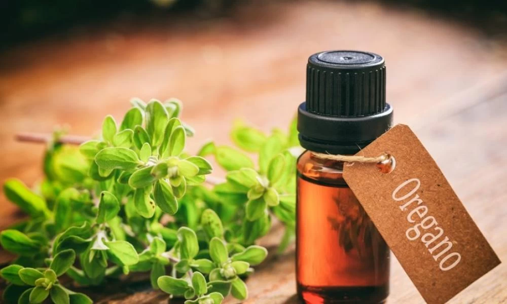 Αιθέριο έλαιο ρίγανης: Ο φυσικός σύμμαχος ενάντια στις ιώσεις